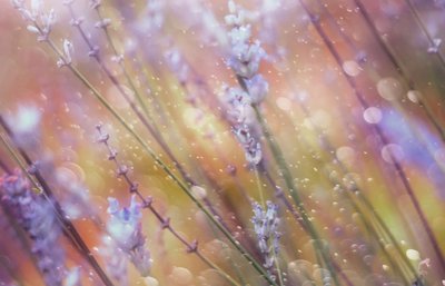 Träumerisches Lavendel-Bokeh von Delphine Devos