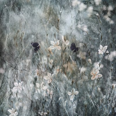 Ätherischer Schmetterlingsgarten von Delphine Devos
