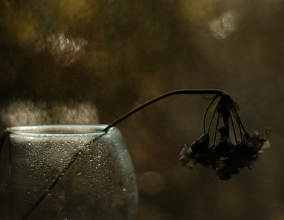 Melancholische Blüte von Delphine Devos
