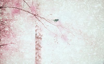 Rosa Blüten Vogel von Delphine Devos