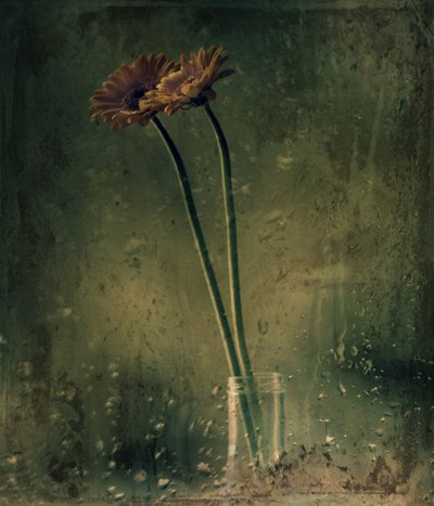 Regentag Gerbera von Delphine Devos