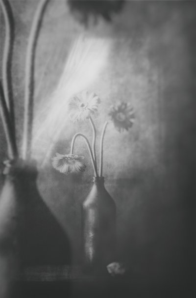 Weiches Licht Blumen von Delphine Devos