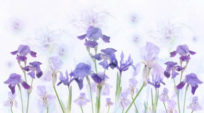 Träumende Lavendel-Iris von Denis O Reilly