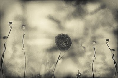 Verblasster Mohntraum von Desislava Ignatova