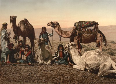Kamele halten in der Wüste, Heiliges Land, ca. 1890 von Detroit Photographic Co.