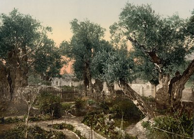 Garten von Gethsemane, Jerusalem, Heiliges Land, ca. 1890-1900 von Detroit Photographic Co.