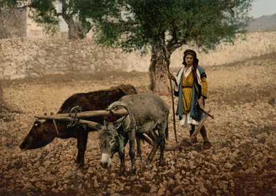 Einheimischer von Palästina arbeitet mit einem Ochsen und einem Esel, Heiliges Land, ca. 1890-1900 von Detroit Photographic Co.