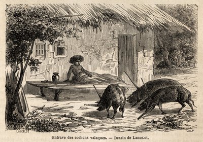 Behinderungen der Vorderbeine, so immobilisiert, von walachischen Schweinen, in Rumänien. Gravur zur Illustration der Reise von Paris nach Bukarest, von Lancelot, Zeichner, 1860, veröffentlicht in „Le tour du monde, nouveau journal des voyages“, unter der  von Dieudonne Auguste Lancelot