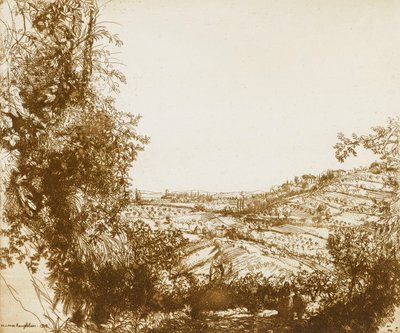 Olivenhaine von Donald Shaw MacLaughlan
