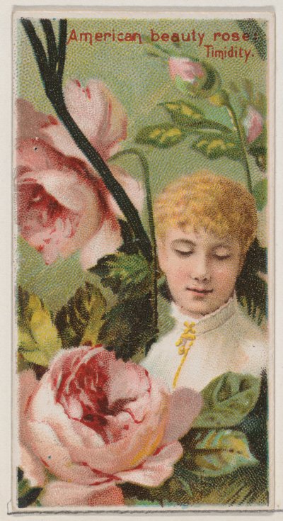 American Beauty Rose: Schüchternheit, aus der Serie Floral Beauties and Language of Flowers N..., 1892 von Donaldson Brothers