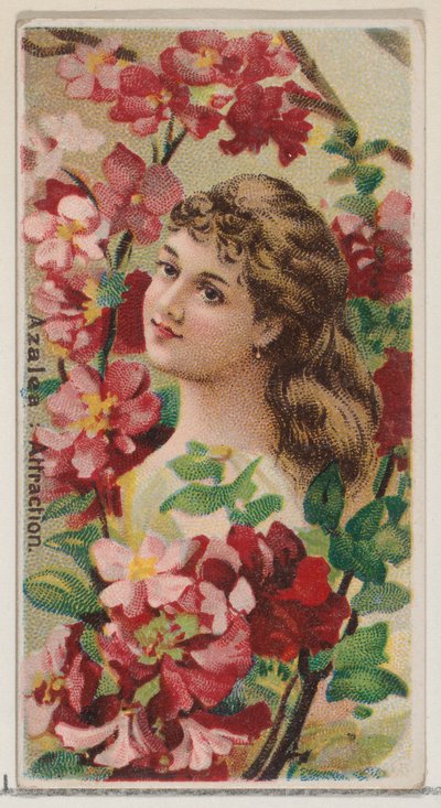 Azalee: Anziehung, aus der Serie Blumenschönheiten und Blumensprache N75 für Duke, 1892 von Donaldson Brothers