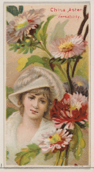 China-Aster: Vielseitigkeit, aus der Serie Floral Beauties and Language of Flowers N75, 1892 von Donaldson Brothers