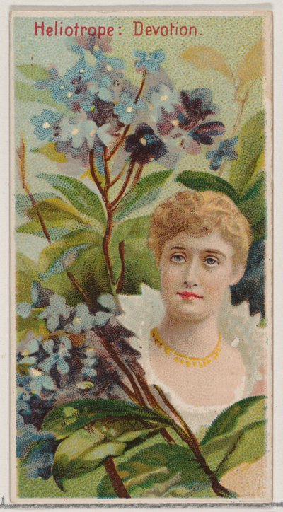 Heliotrop: Hingabe, aus der Serie Florale Schönheiten und Sprache der Blumen N75 für Du..., 1892 von Donaldson Brothers
