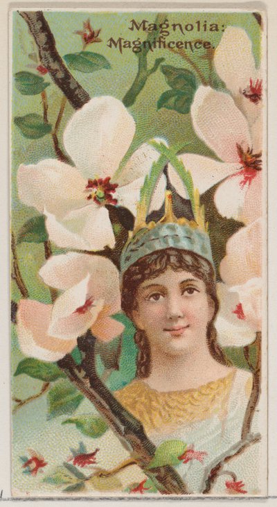 Magnolie: Pracht, aus der Serie Blumenpracht und Blumensprache N75 für ..., 1892 von Donaldson Brothers