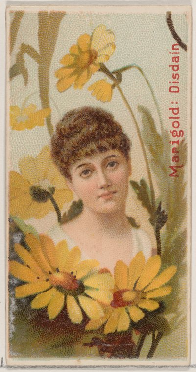 Ringelblume: Verachtung, aus der Serie Blumen-Schönheiten und Sprache der Blumen N75 für Duke ..., 1892 von Donaldson Brothers
