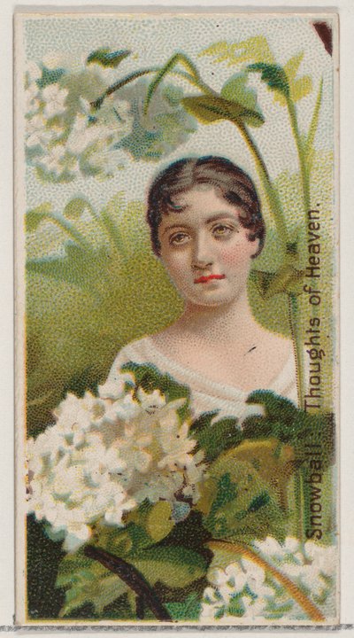 Schneeball: Gedanken an den Himmel, aus der Serie Blumenpracht und Blumensprache N75..., 1892 von Donaldson Brothers