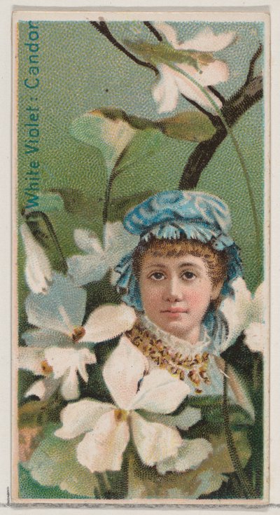 Weiße Veilchen: Aufrichtigkeit, aus der Serie Blumenpracht und Blumensprache N75 für Du... von Donaldson Brothers