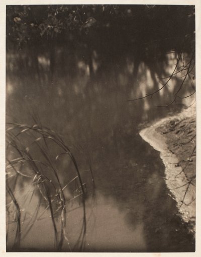 Studie von Bäumen, die sich im Wasser spiegeln, ca. 1925-34 von Doris Ulmann