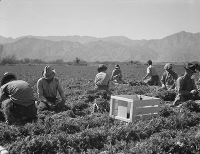 Karottenzieher aus Texas, Oklahoma, Missouri, Arkansas und Mexiko, Kalifornien von Dorothea Lange