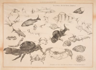 Studien von Fischen für Design von Dorothy Martin