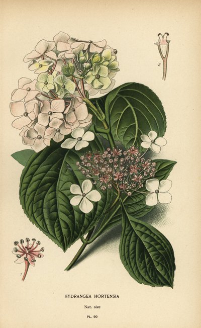 Großblättrige Hortensie, Hydrangea macrophylla von Désiré Georges Jean Marie Bois