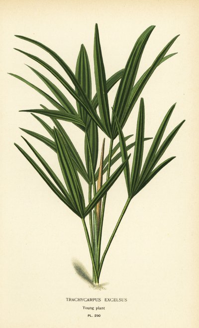 Breitblättrige Palmlilie oder Bambuspalme, Rhapis excelsa (Trachycarpus excelsus). Chromolithographie nach einer Illustration von Desire Bois aus Edward Step