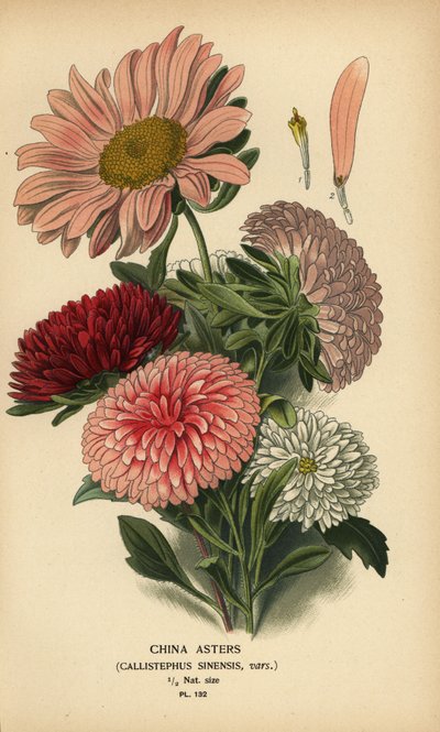 Chinesische Asternsorten, Callistephus x sinensis von Désiré Georges Jean Marie Bois