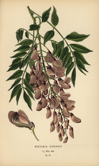 Chinesischer Blauregen, Wisteria sinensis von Désiré Georges Jean Marie Bois
