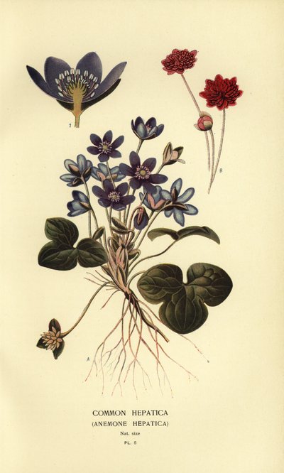 Leberblümchen, Anemone hepatica von Désiré Georges Jean Marie Bois