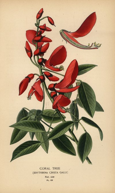 Korallenbaum, Erythrina crista-galli von Désiré Georges Jean Marie Bois
