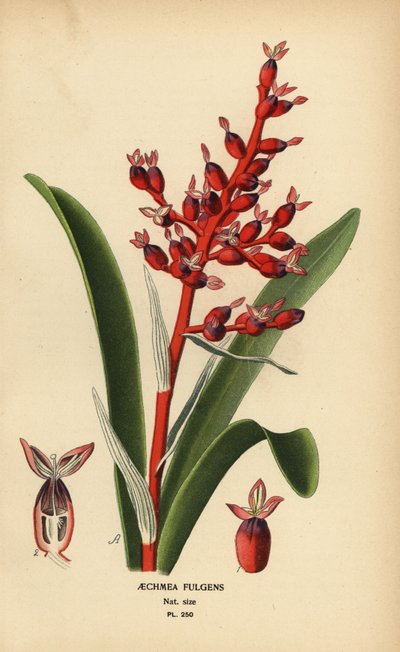 Korallenbeere, Aechmea fulgens von Désiré Georges Jean Marie Bois