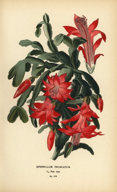 Falscher Weihnachtskaktus, Schlumbergera truncata von Désiré Georges Jean Marie Bois