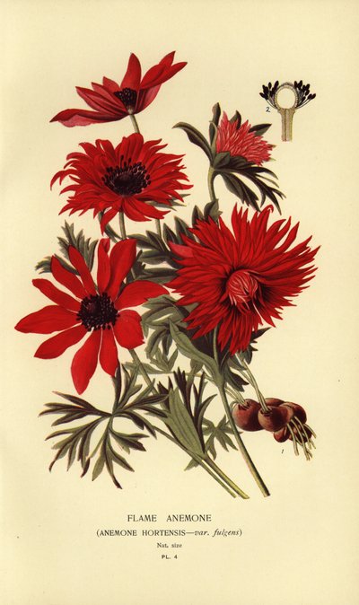 Flammenanemone, Anemone hortensis von Désiré Georges Jean Marie Bois