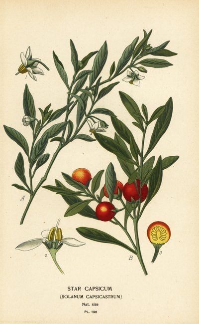 Jerusalem-Kirsche, Solanum pseudocapsicum var. diflorum von Désiré Georges Jean Marie Bois