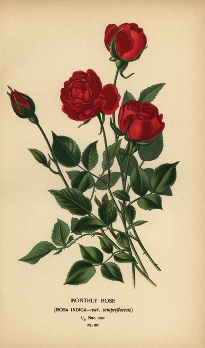 Monatsrose, Rosa chinensis var. semperflorens. von Désiré Georges Jean Marie Bois