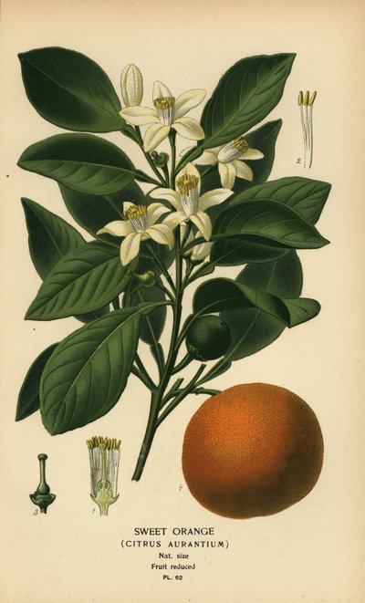 Süßorange, Citrus x aurantium von Désiré Georges Jean Marie Bois