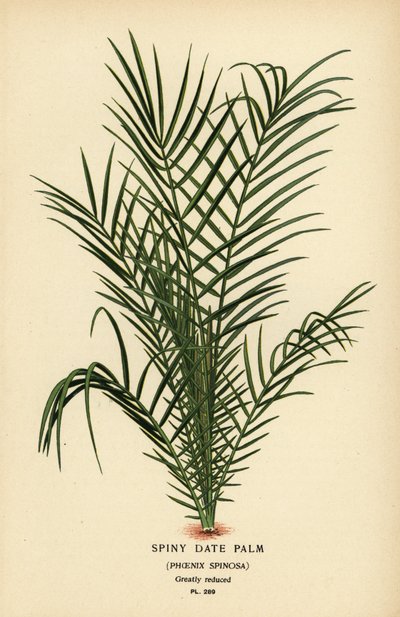 Wilde Dattelpalme oder Senegal-Dattelpalme, Phoenix reclinata. Chromolithographie nach einer Illustration von Desire Bois aus Edward Step