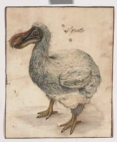 Ein Dodo von Dutch School