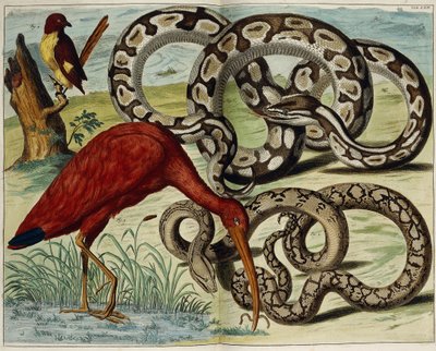 Vögel und Schlangen, Tafel 62, aus "Locupletissimi Rerum Naturalium Thesauri Accurata Descriptio", 1734-1765 von Dutch School