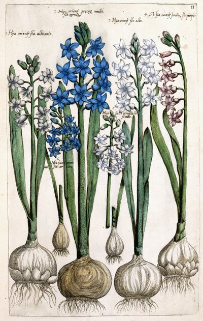 Hyazinthen, 1631-1647 von Dutch School
