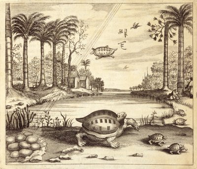 Schildkröteneier schlüpfen, aus China Illustrata von Athanasius Kircher (1601-80), 1667 von Dutch School