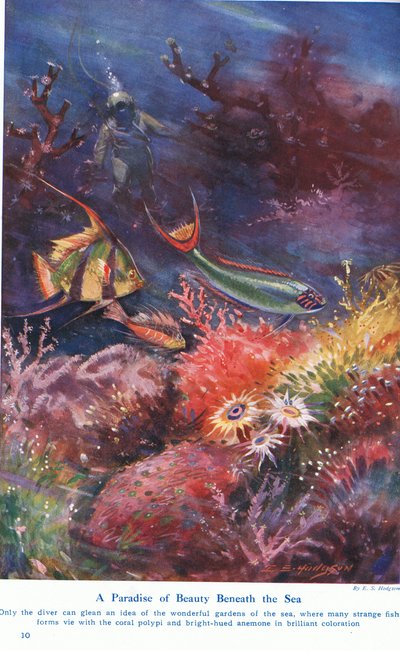Ein Paradies der Schönheit unter dem Meer, Illustration aus 