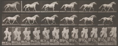 Tierlokomotion. Eine elektro-fotografische Untersuchung der aufeinanderfolgenden Phasen von Tieren, 1880er Jahre von Eadweard Muybridge