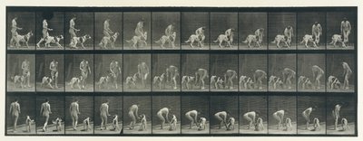 Tierbewegung. Eine elektro-fotografische Untersuchung aufeinanderfolgender Phasen der Tierbewegung von Eadweard Muybridge