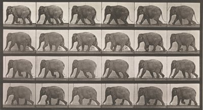 Tierlokomotion. Eine elektro-fotografische Untersuchung aufeinanderfolgender Phasen von Tieren..., 1880er Jahre von Eadweard Muybridge