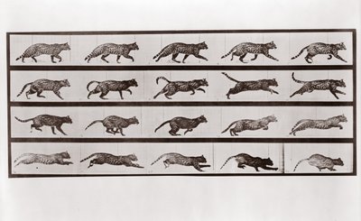 Katze trabt und galoppiert, Tafel 717 aus Animal Locomotion, 1887 von Eadweard Muybridge