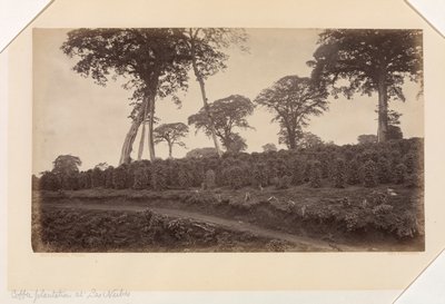 Kaffeeplantage bei Las Nubes, Guatemala von Eadweard Muybridge