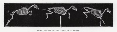 Eadweard Muybridge: Einige Phasen im Sprung eines Pferdes (s/w Foto) von Eadweard Muybridge