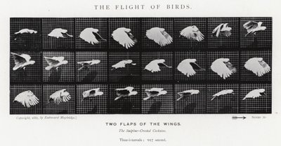 Der Flug der Vögel von Eadweard Muybridge