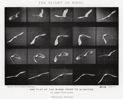 Eadweard Muybridge: Der Flug der Vögel (s/w Foto) von Eadweard Muybridge